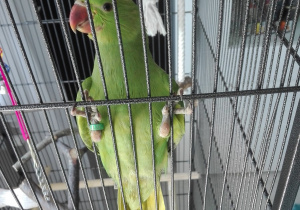 Papuga Marysi